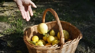 Студът удари реколата. Една държава спря износа на ценен плод